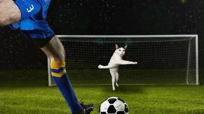 Коты и футбол: фото, которые оценит каждый настоящий мужчина