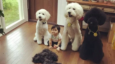 Маленька японка вважає себе пуделем і дружить з гігантськими собаками