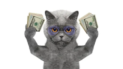 Коты-богачи: сотрудница ООН оставила 300 000 долларов наследства своим любимцам