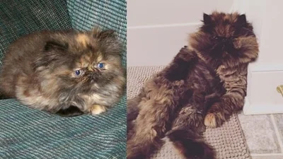 Жизнь кошачья: как пушистые создания меняются с годами