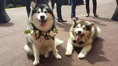 Как мило: пара сделала своих собак свидетелями на свадьбе