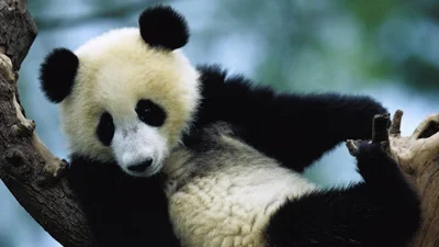 Видео дня: как меняются панды за первые сто дней своей жизни