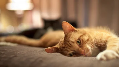 Кот, которому делают массаж, стал звездой сети