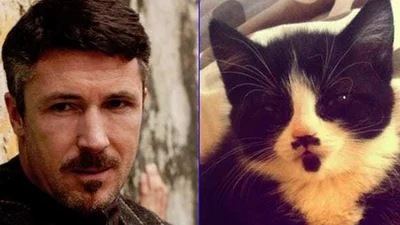26 доказательств того, что герои сериала "Игра престолов" на самом деле просто котики