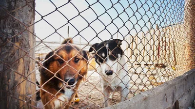 Очень трогательно:10 звезд, которые взяли животное из приюта