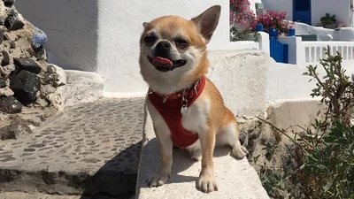 Берите пример: этот крутой песик путешествует больше, чем некоторые люди