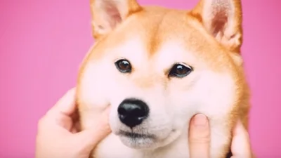 Идеальная японская реклама, в которой все время мнут щечки животных