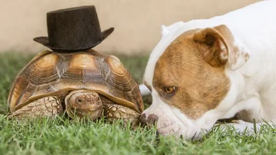 Трогательная дружба: собака и черепаха, которые в восторге друг от друга
