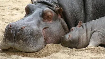 Гіппопотамні ніжності: молодята вирішили одружитися в зоопарку, але за ними підглядали