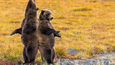 Медведи чешутся о столб и это самое забавное, что вы видели