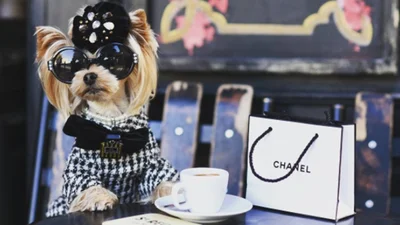 Doggy-style: песик вражає своїм дорогим гардеробом і стильними фото