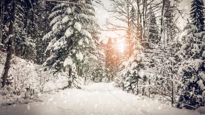 У Карпатах випав перший сніг: красиві зимові фото з мережі