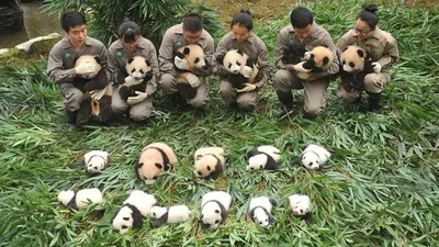 Панд много не бывает: в Китае родилась рекордное количество животных и это безумно мило