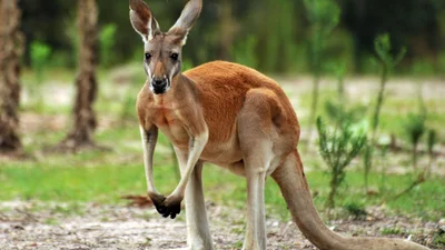 Накачанный кенгуру со спортивным торсом стал звездой сети