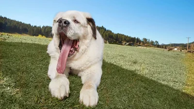 Чудо природы: так выглядит собака с самым длинным в мире языком