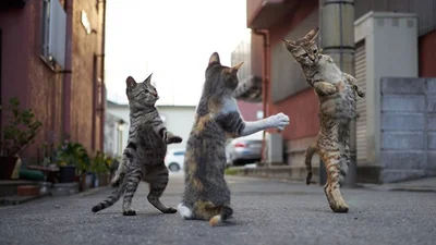 Фотограф доказал, что коты и ниндзя - это одно и то же