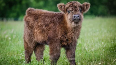 Плюшевые коровки - милые животные, в которых влюбляешься с первого взгляда