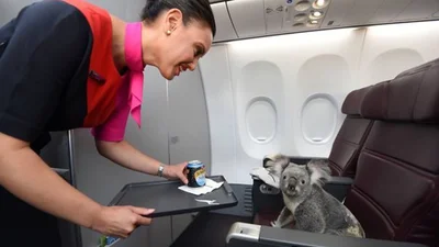 Пухнасті пасажири, або як тварини подорожують літаками