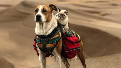 Кот и собака путешествуют по миру и это самое милое, что вам приходилось видеть