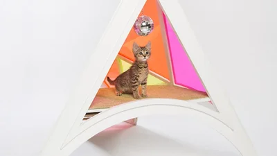 Ці дивакуваті домівки для котиків виглядають неймовірно