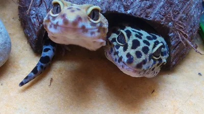 После этих милых фото ты поймешь, что змеи - это волшебные существа