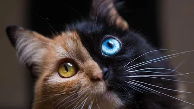 Такого вы еще не видели: окрас и глаза этой кошки поразили сеть
