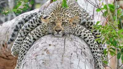 Леопард просто заскучал и обнял дерево, а его фото взяли и отфотошопили