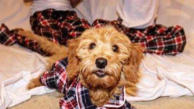 Одинаковые пижамы - именно то, что нужно тебе и твоей собаке