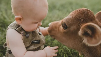 Праздничная фотосессия малыша и теленка умилит вас до слез