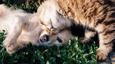 Пушистые друзья: этот пес обожает спать с котами