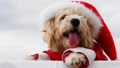 Новий рік 2018: у чому зустрічати новорічну ніч та що готує нам Жовтий Земляний Собака