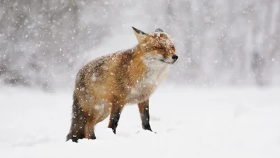 Фотограф показал, как лисы наслаждаются снегом и радуются зиме