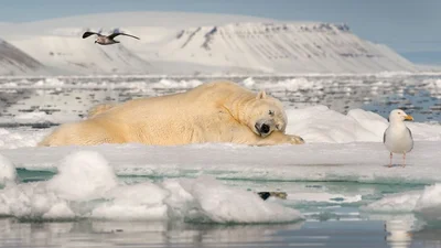 Переможці Siena International Photo Awards 2017 - це найбільш захопливі фото року