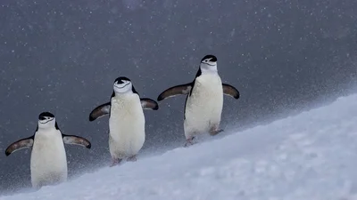 Мурашки по шкірі: National Geographic визначив найкращих фотографів природи 2017