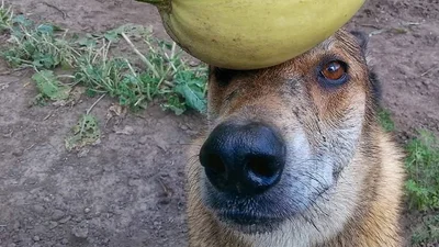 Собачка-суперзвезда может держать на голове различные предметы и они у него не падают