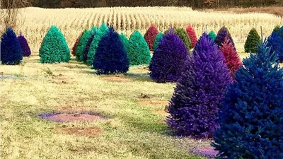 Ферма с цветными елками - сказочное место, где каждый захочет побывать
