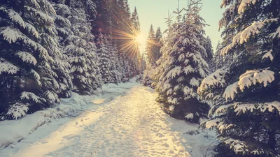 Міжнародний день гір: фото засніжених Карпат, які захоплюють подих