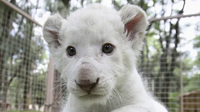 Видео дня: животные, которые покорили нас в 2017 году