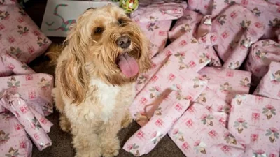 Завидуйте молча: собака получила на Рождество 68 подарков на 1500 долларов