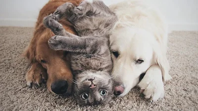 Дві собаки та кіт: дружба, яка розчулить навіть найсерйозніших та дуже стриманих