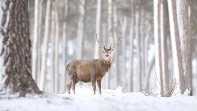 Лесные красавцы: эти фото доказывают, что реакция оленей на снег - бесценна