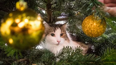 Коты и елки: фото, которые поднимут вам настроение