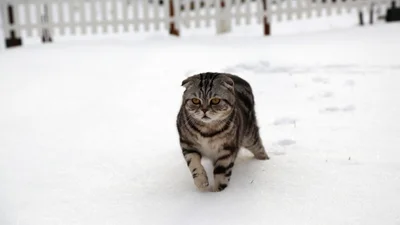 Емоції котиків, які ненавидять цю вашу зиму і цей ваш противний сніг