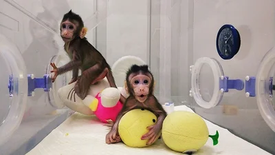 Ученые впервые клонировали обезьян и вот, как волшебно они выглядят