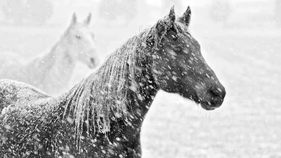 Відео дня: реакція коней, коли їх змусили вийти на сніг, розсмішила мережу