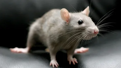 Видео дня: крысу застукали, когда она мылась, как человек