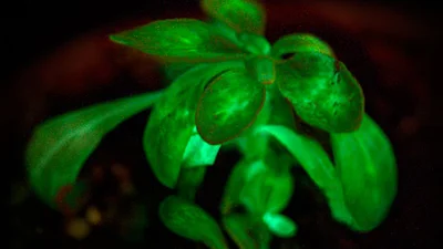 Гениальное открытие: ученые заставили обычные растения светиться в темноте