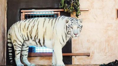 Відеохіт: тигр намагався пройтися по льоду, але втрапив у курйозну халепу