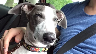 Реакція собак, які зрозуміли, що їдуть до ветеринара, безцінна