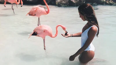 Мечта наяву: на Багамах ищут человека, который будет ухаживать за фламинго